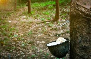 Rubber tree plantation. Rubber tapping in rubber tree garden in Thailand. Natural latex extracted from para rubber plant. Latex collect in plastic cup. Latex raw material. Hevea brasiliensis forest. photo