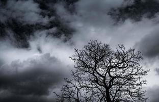 silueta árbol muerto y rama sobre fondo de cielo gris. ramas negras de árbol. fondo de textura de la naturaleza. fondo de arte para triste, muerto, solitario, desesperado y desesperado. fondo del día de halloween. foto