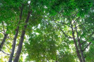 Bottom view of Iron wood or Hopea odorata. Tree with green leaves in tropical forest. Fresh environment in park. Green plant give oxygen in summer garden. Forest tree with small leaves on sunny day. photo