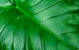 Closeup detail of green leaves use for background of organic or natural cosmetic product. Nature concept. Tropical leaf with green texture. Eco background. Beautiful pattern of bon leaf. photo