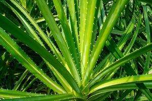 Pandanus tectorius, Pandanus odoratissimus tree with natural sunlight in the morning. Herbal use for diuretic and relieve a fever. photo