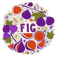 Set with figs on branches, fig halves and pieces, fig flowers and seeds. doodle lettering fig. Food background. Flat vegetables on white. Vegan, Grown, Natural vector