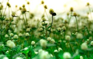 enfoque selectivo de la flor de hierba blanca en el jardín con luz solar matutina en la temporada de primavera. pequeña flor de hierba con hojas verdes sobre fondo borroso del campo de flores de hierba. planta natural frescura. foto