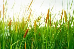 Brown grass flower with green leaves. Grass flower field with morning sunlight. Typha angustifolia field. Cattails on blurred grass field. The stalks are topped with brown, fluffy, sausage-shaped. photo