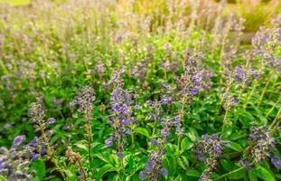 Purple flower field in the garden with morning sunlight in spring. Small purple flower with green leaves in garden. Flower field in park. Ornamental plant. Beauty in nature. Good weather. Sunshine. photo