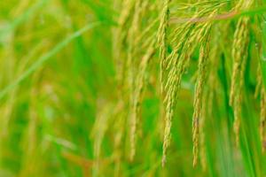 Selective focus on ear of rice. Green paddy field. Rice plantation. Organic rice farm in Asia. Rice price in the world market concept. Beautiful nature of farm land. Paddy field. Plant cultivation. photo