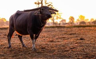 Swamp buffalo at a harvested rice field in Thailand. Buffalo stand at rice farm in the morning with sunlight. Domestic water buffalo in Southeast Asia. Domestic animal in countryside. Unhappy buffalo. photo