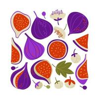 set with figs, fig slices, fig halves. Flat design. colored vector illustration.