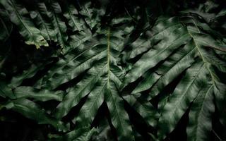 Dark green leaves in the garden. Light on green leaf texture. Nature abstract background. Tropical forest. Above view of dark green leaves with natural pattern. Tropical plant for wallpaper. Greenery.