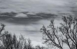 Silhouette dead tree on dark dramatic sky and white clouds background for death and peace. Halloween day background. Despair and hopeless concept. Sad of nature. Death and sad emotion background. photo