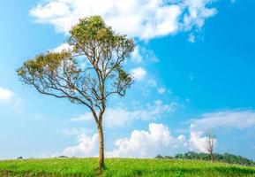 Green tree with beautiful branches pattern on hill and grass field and blue sky and white cumulus clouds as background on beautiful sunshine day. photo