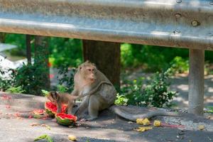 Monkey and his baby are eating watermelon on the street. And his mother watch out for the enemy that will take the food photo