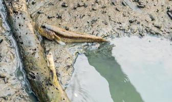 Mudskipper manchado azul boleophthalmus boddarti en marismas cerca de madera vieja muerta foto