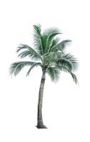 Coconut tree isolated on white background used for advertising decorative architecture. Summer and paradise beach concept. Tropical coconut tree isolated. Palm tree with green leaves in summer. photo