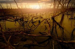 Flood forest and dead tree problems from climate change. Environmental topics background. Concept of save the earth from environmental crisis. Dead trees in flood area with sunset sky. Degraded forest photo