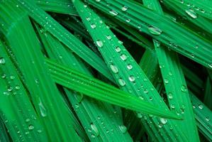 Selective focus fresh green leaves with raindrop. Water drops or raindrops on green plant leaves in garden. Nature background. Rainy season. Green leaf texture background with minimal pattern for spa. photo