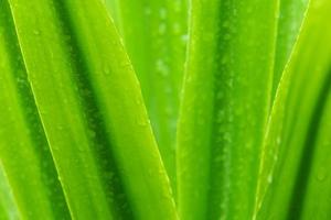 enfoque selectivo hojas verdes frescas con gota de lluvia. gotas de agua o gotas de lluvia sobre hojas de plantas verdes en el jardín. fondo de la naturaleza. temporada de lluvias. fondo de textura de hoja verde con patrón mínimo para spa. foto