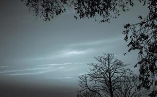 Silhouette dead tree on dark dramatic sky and white clouds background for death and peace. Halloween day background. Despair and hopeless concept. Sad of nature. Death and sad emotion background. photo