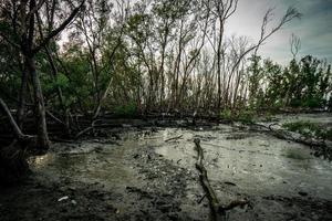 Green leaves of mangrove tree and dead tree in mangrove forest as background with clear white sky. Dark emotional scene. photo