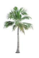 Coconut tree isolated on white background used for advertising decorative architecture. Summer and paradise beach concept. Tropical coconut tree isolated. Palm tree with green leaves in summer. photo