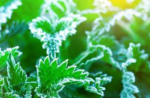 Frosted green leaves in the morning with sunlight. Beautiful frost on green leaves in garden. Nature background. Cold and calm concept. Frozen weather. Fresh environment. Frosted leaf edge texture. photo