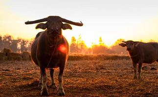 Swamp buffalo at a harvested rice field in Thailand. Buffalo mother and son stand at rice farm in the morning with sunlight. Domestic water buffalo in Southeast Asia. Domestic animal in countryside. photo