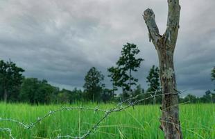 Green rice paddy field with a barbed wire fence and wooden pole with a stormy sky. Rice farm in Asia. Green paddy field. Landscape of agricultural farm. Agricultural area. Rice farm in rainy season. photo