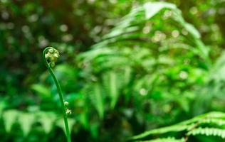 Young fern fiddlehead on bokeh and blurred background of green leaves in wild. Fern curl and spiral leaf. Plant growing in forest. Woodland nature background. New life growth in spring concept. photo