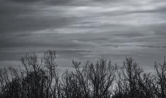 siluetee el árbol muerto en el cielo oscuro y el fondo de las nubes grises para la tristeza, la muerte, el dolor y el lamento. fondo abstracto de la noche de verano. concepto de desesperanza y desesperación. imagen artística de la naturaleza con espacio de copia. foto