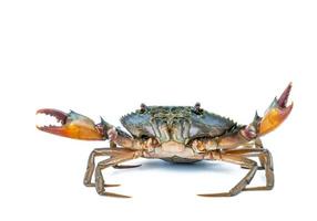Scylla serrata. Mud crab isolated on white background with copy space. Raw materials for seafood restaurants concept. photo