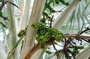 Bismarckia nobilis in the garden. Closeup round green raw fruit of Bismarck palm. Evergreen palm. Palm tree for decorate hotel or resort garden. Ornamental plant. Palm plantation and agriculture. photo