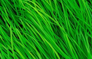 hierba verde con hojas largas. fondo de textura de hierba de tallos verdes naturales. fondo orgánico y saludable. fondo para productos cosméticos orgánicos.