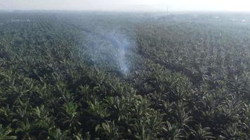 combustion à ciel ouvert dans une plantation de palmiers à huile video