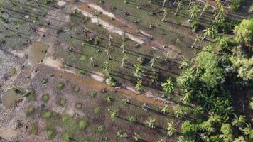 Aerial look down dead palm tree video