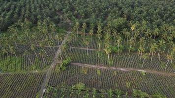 fazenda de abacaxi e coco video