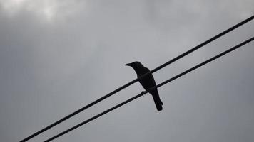 svart kråkfågel vid elektrisk tråd. video