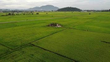 Abandoned house in the paddy field. video