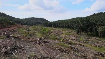 spostarsi sul terreno di disboscamento di palma da olio