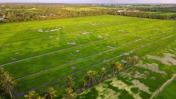 La luz del sol de la belleza de la mosca aérea de los cocoteros crece en un campo de arroz verde video