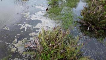 sobrevoe o pântano com poluição na água video