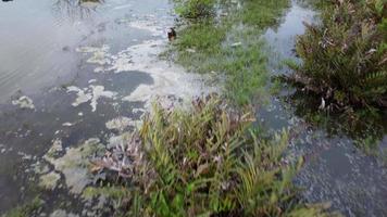 Überfliegen Sie Feuchtgebiete mit Verschmutzung des Wassers video