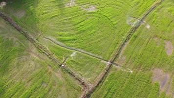 pesticida spray drone rosso vista dall'alto video