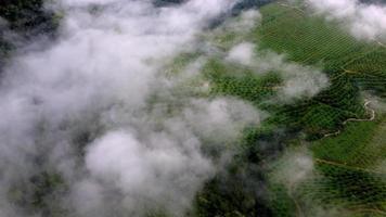 Aerial view foggy low cloud move over oil palm video