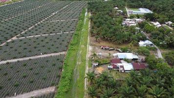 Aerial view small village beside oil palm plantation video