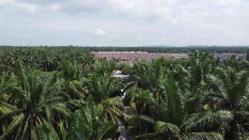 Aerial fly over oil palm plantation video