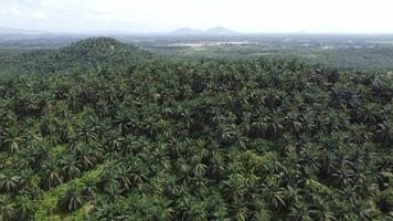 Drone view oil palm tree grow at hill