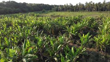 Banana tree with coconut tree in evening video