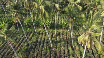 Aerial view pineapple plantation video