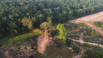 Land clearing of tree in evening video