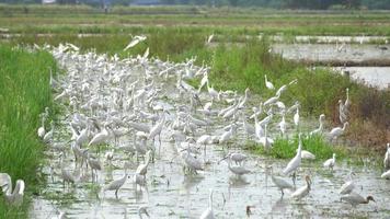 grupo de pájaros de garza blanca permanecen juntos en el campo de arroz